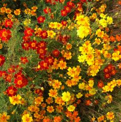 BIO Saatgut Gewürztagetes