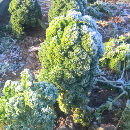 BIO Grünkohl Saatgut Halbhoher Grüner Krauser  Demeter – samenfestes Wintergemüse mit gekräuselten, dunkelgrünen Blättern