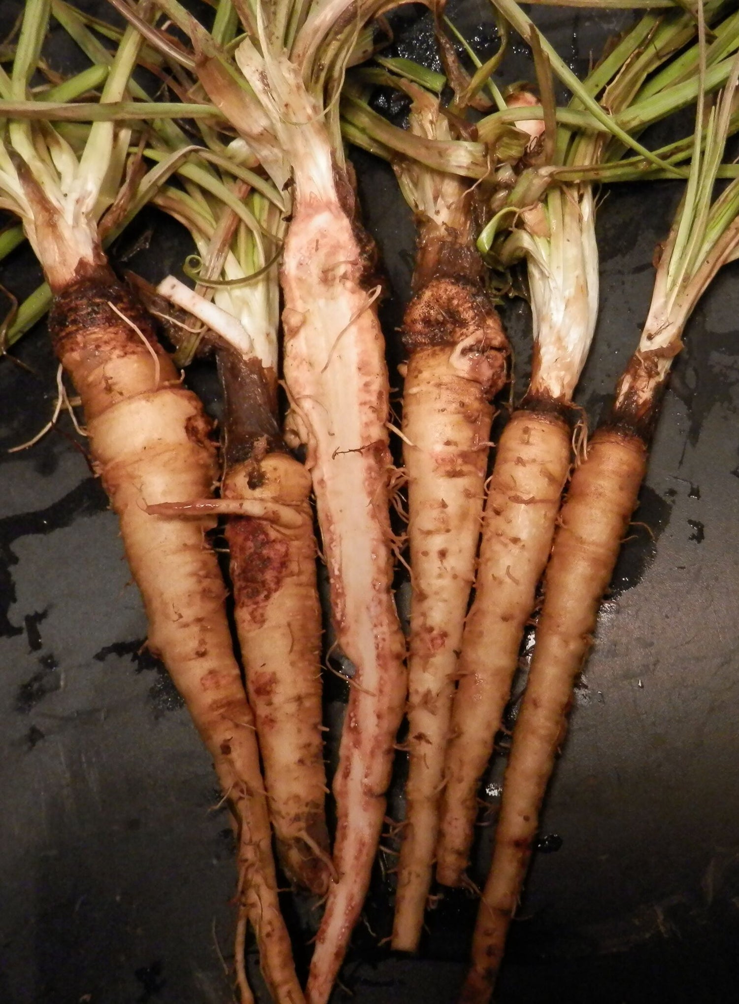 BIO Saatgut Haferwurz Sandwich Island