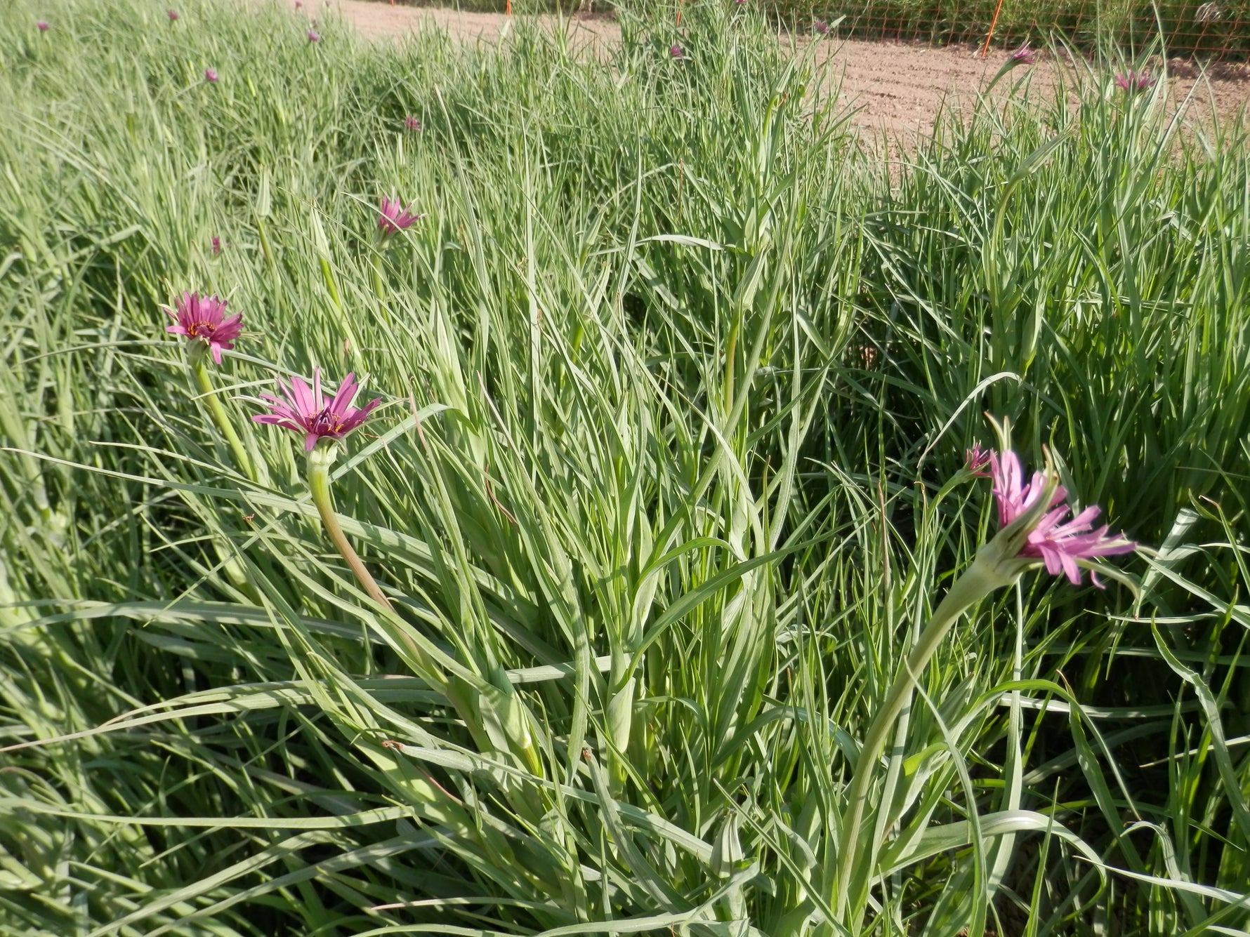 Haferwurz Sandwich Island Blüte