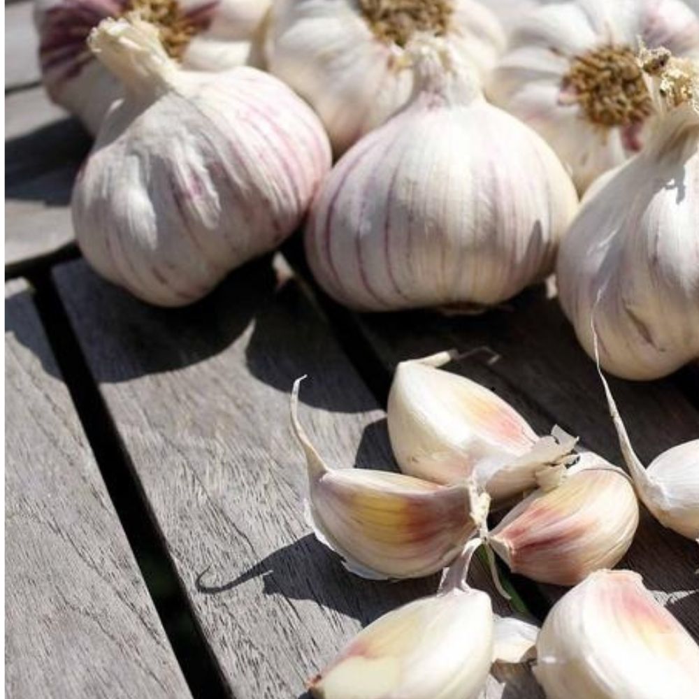 BIO Pflanzknoblauch Sprint – weiße Knoblauchknollen mit charakteristischer violetter Flammung für die Herbstpflanzung