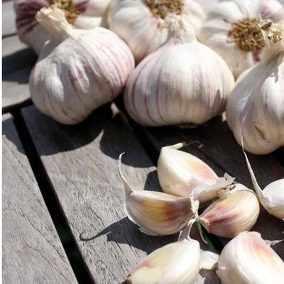 BIO Pflanzknoblauch Sprint Herbst