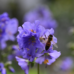 Bienenpflanze Himmelsleiter