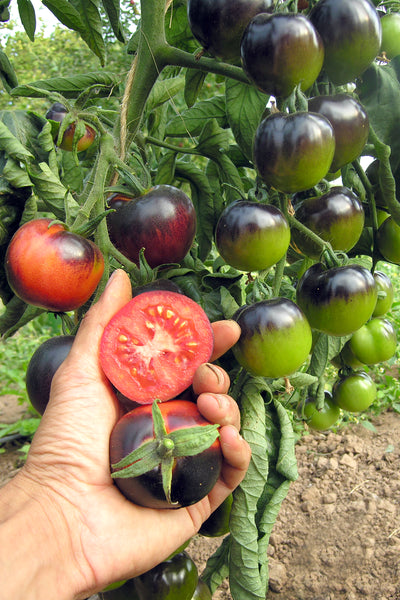 BIO Saatgut Salattomate Indigo Rose, schwarz