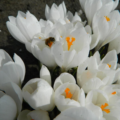 BIO Blumenzwiebeln Krokus Jeanne d'Arc 10 St.