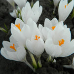  Krokus Jeanne d'Arc