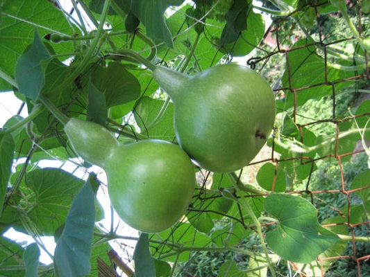 BIO Saatgut Kalebasse – Biogartenladen