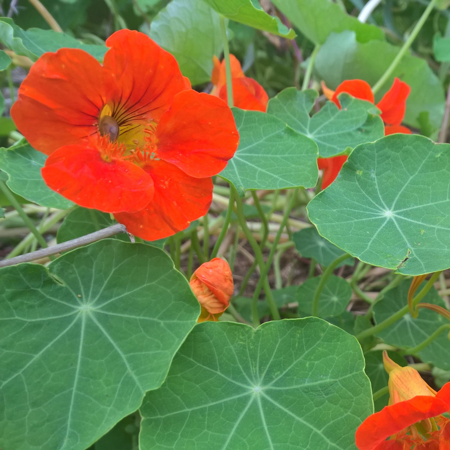 Kapuzinerkresse rankend biogartenladen
