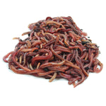 Kompostwürmer StarterSet