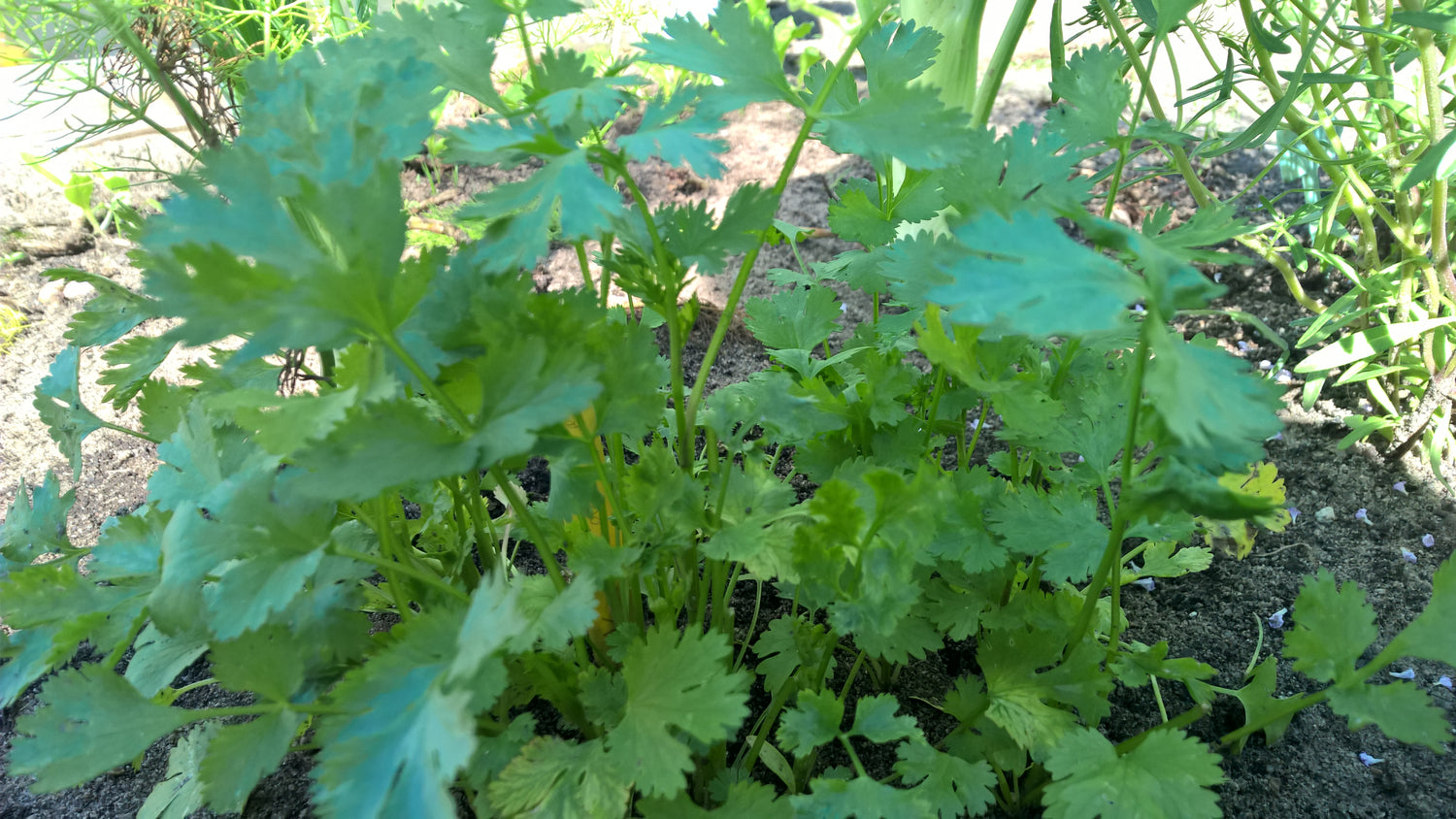 Koriander biogartenladen