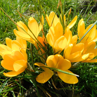 BIO Blumenzwiebeln Krokus Gelber Riese 10 St.
