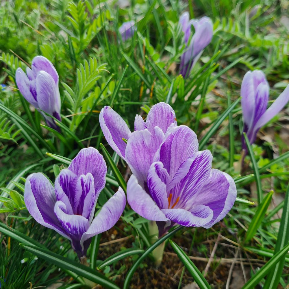 Krokus King of the Striped Blüte