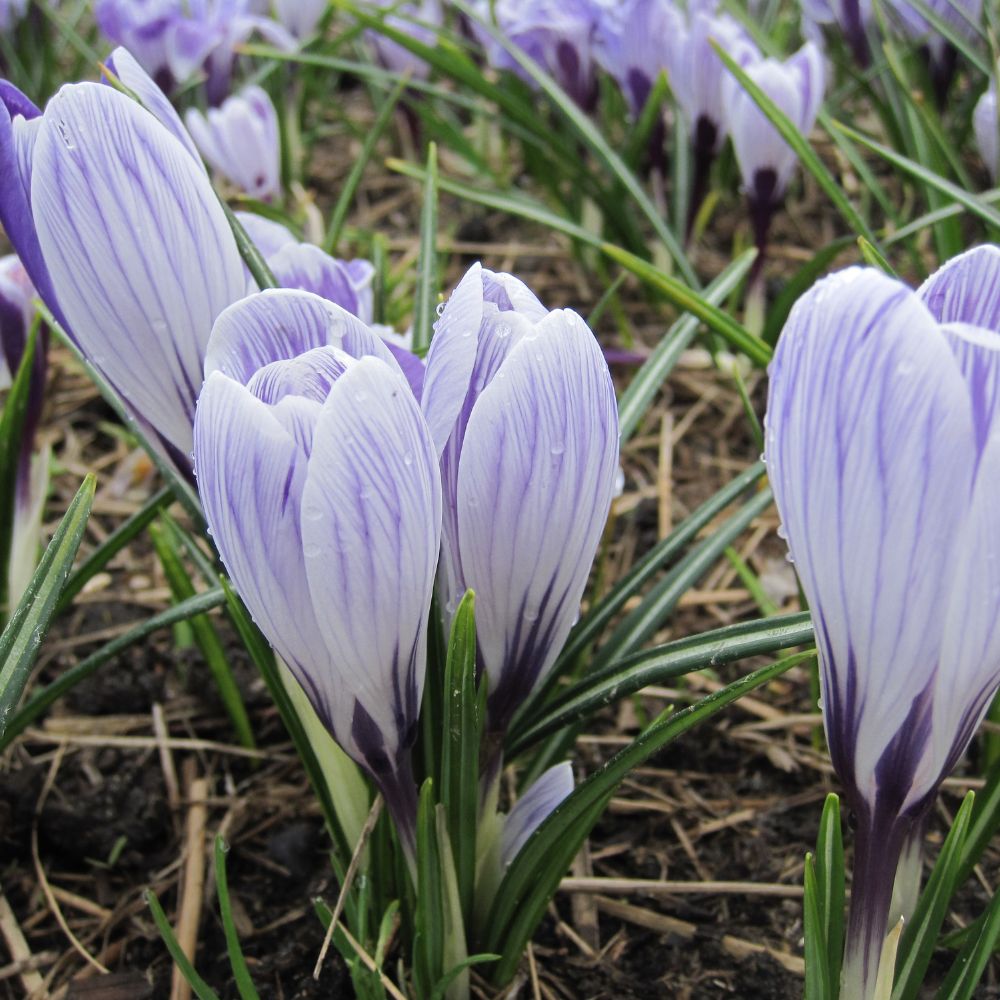 BIO Blumenzwiebeln Krokus King of the Striped 10 St. – Biogartenladen