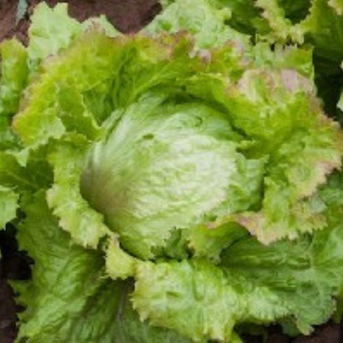 BIO Saatgut Eissalat Laibacher Eis4 biogartenladen