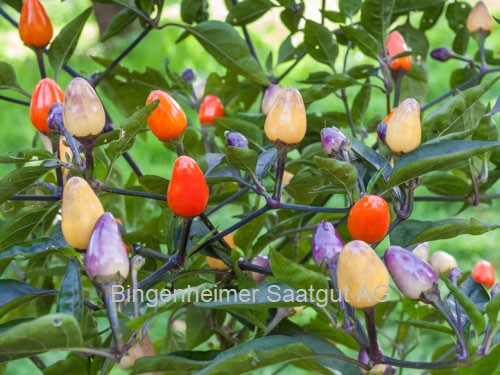 BIO Saatgut Peperoni Lila Luzi – Biogartenladen