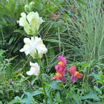 BIO Saatgut Löwenmäulchen