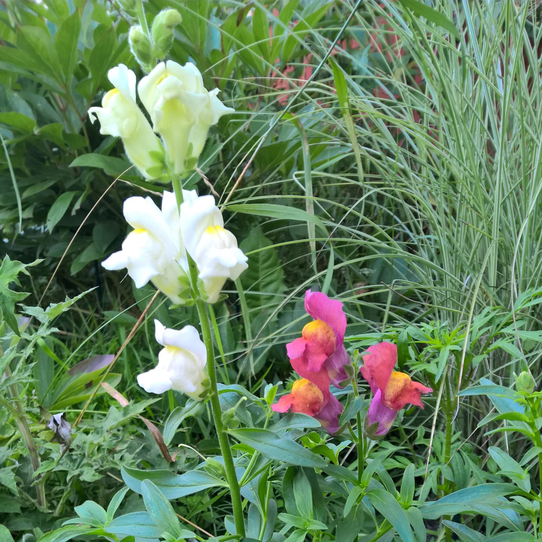 BIO Saatgut Löwenmäulchen