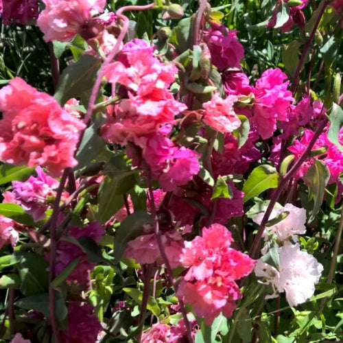 Mandelröschen biogartenladen