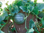 BIO Saatgut Melone Petit gris de Rennes
