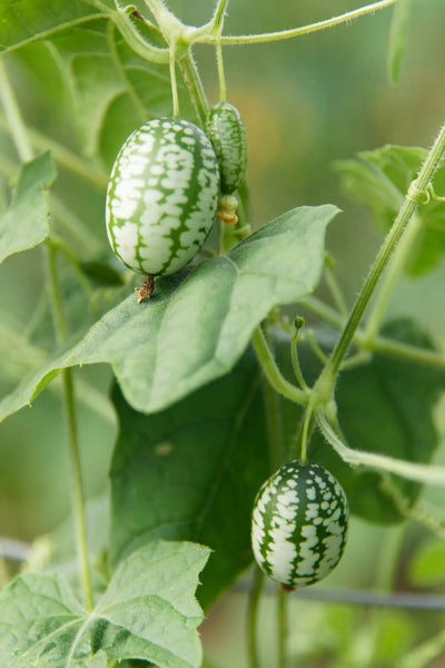 BIO Saatgut Mexikanische Minigurke Melothria