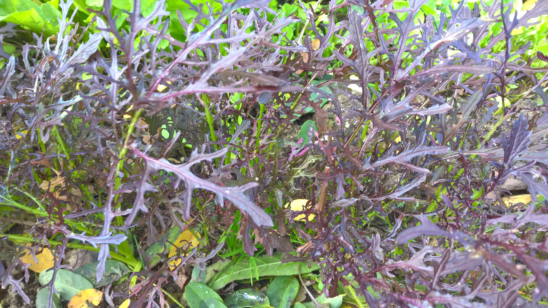 BIO Saatgut Asiasalat Moutarde rouge metis biogartenladen