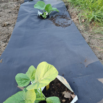 Biologisch abbaubare Mulchfolie 0,60 x 20 m