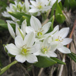 BIO Blumenzwiebeln Milchstern 'White Trophy' – frühblühend, 15 cm hoch, ideal für Beete und Gehölzränder