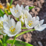 Weiße Blüten des Milchsterns 'White Trophy' (Ornithogalum oligophyllum) im naturnahen Frühlingsgarten