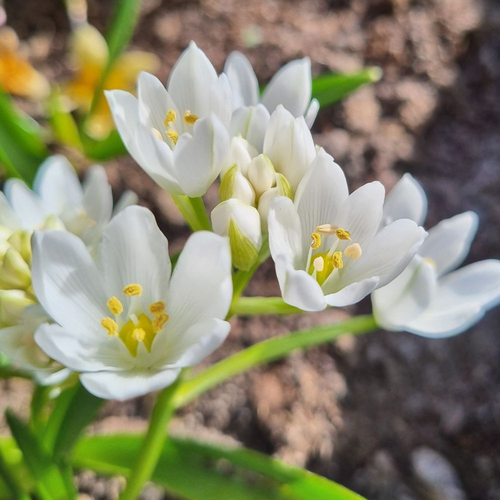 Weiße Blüten des Milchsterns 'White Trophy' (Ornithogalum oligophyllum) im naturnahen Frühlingsgarten