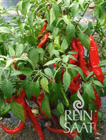 BIO Saatgut Pfefferoni Sigaretta mild (Lombardo)