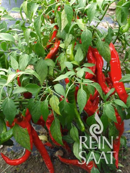 BIO Saatgut Pfefferoni Sigaretta mild (Lombardo)