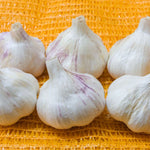 BIO Pflanzknoblauch Thermidrome mit weißen, leicht violett geaderten Knollen für die Herbstpflanzung
