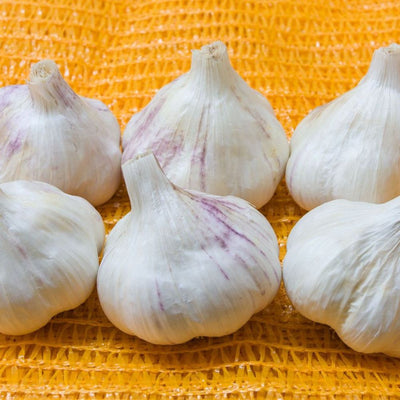 BIO Pflanzknoblauch Thermidrome Herbst