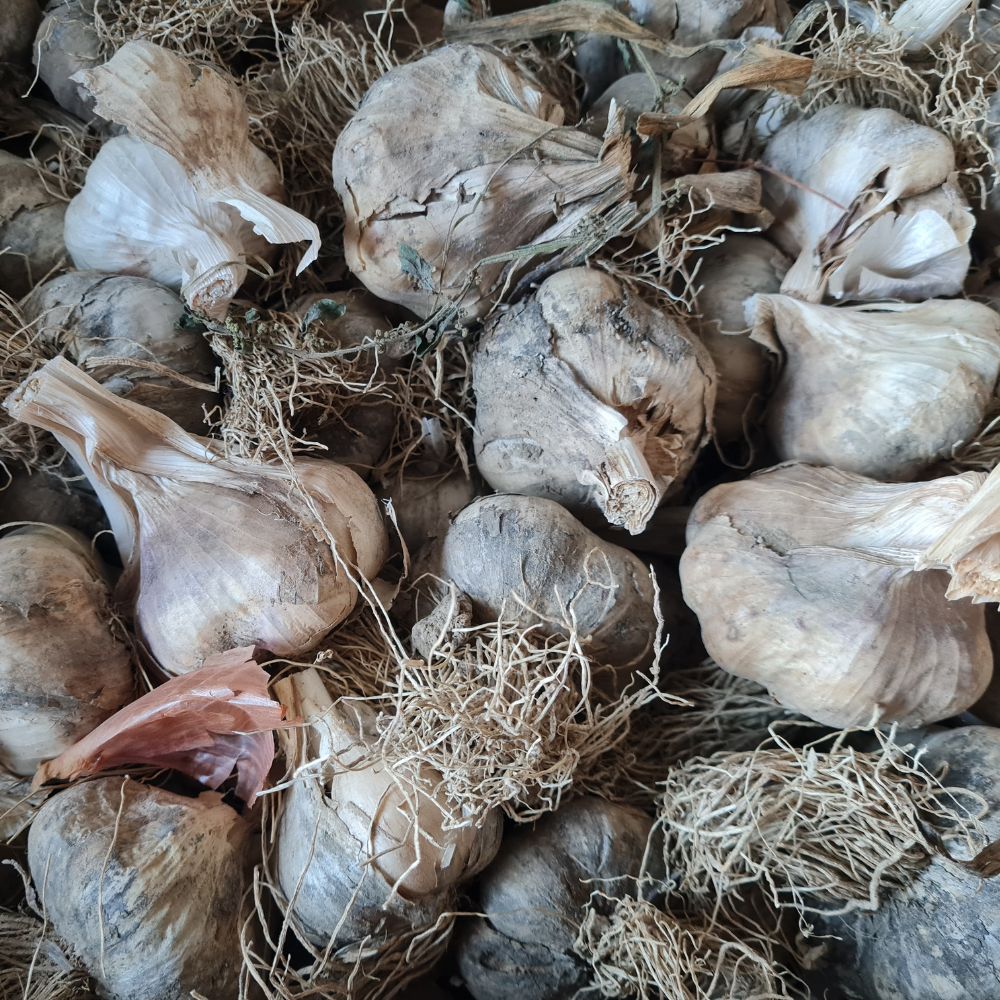 BIO Pflanzknoblauch Mischung – ganze Knoblauchknollen zur Herbstpflanzung, große Zehen, winterhart & mild im Aroma