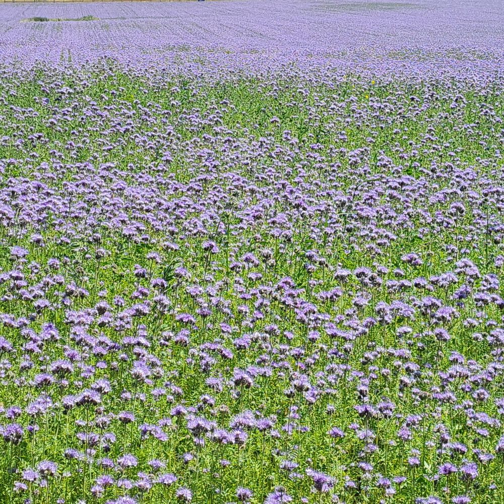 Blühende Phacelia Bienenfreund – natürliche Gründüngung und Insektenweide aus biologischem Demeter-Saatgut