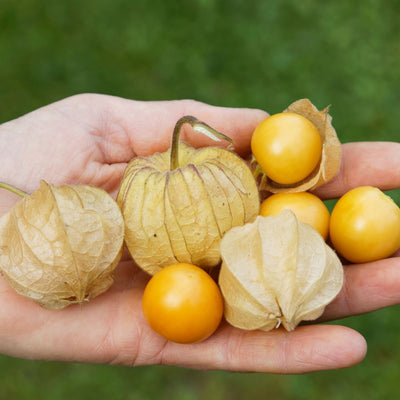 BIO Saatgut Großfrüchtige Physalis  Tropicana