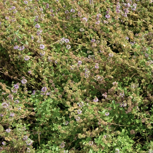 BIO Saatgut Bergamotte Poleiminze