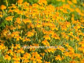 BIO Saatgut Polsterstudentenblume