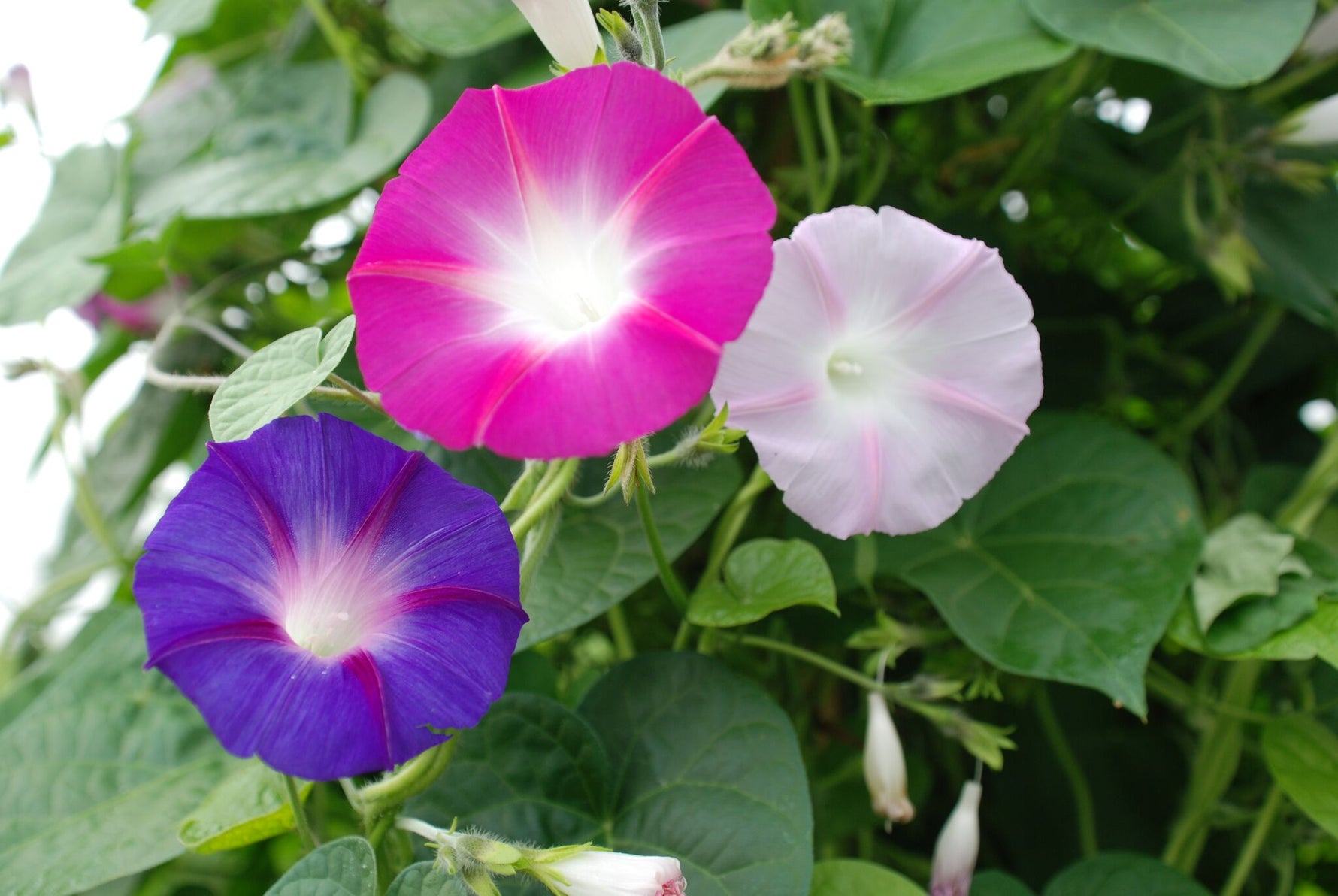 BIO Saatgut Prachtwinde buntblühend