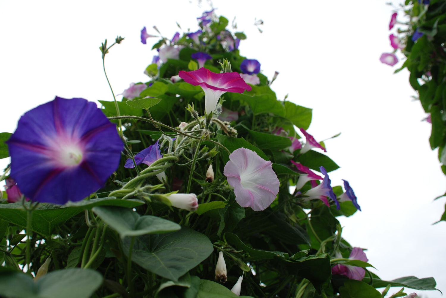 Prachtwinde buntblühend