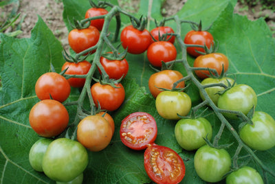 BIO Saatgut Cocktailtomate Primabella