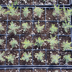 Baumschulplatte QuickPot QP 24T/16 Anwendung