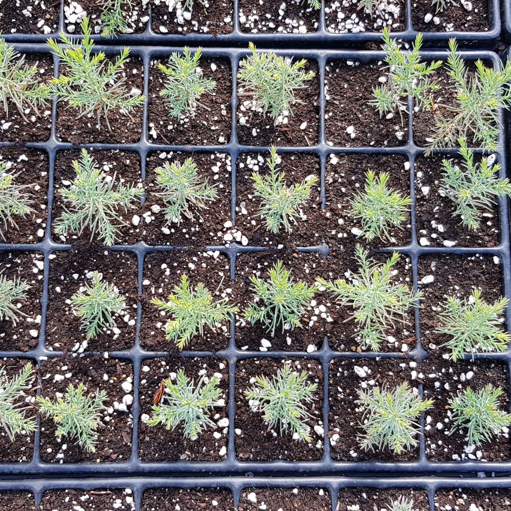 Baumschulplatte QuickPot QP 24T/16 Anwendung