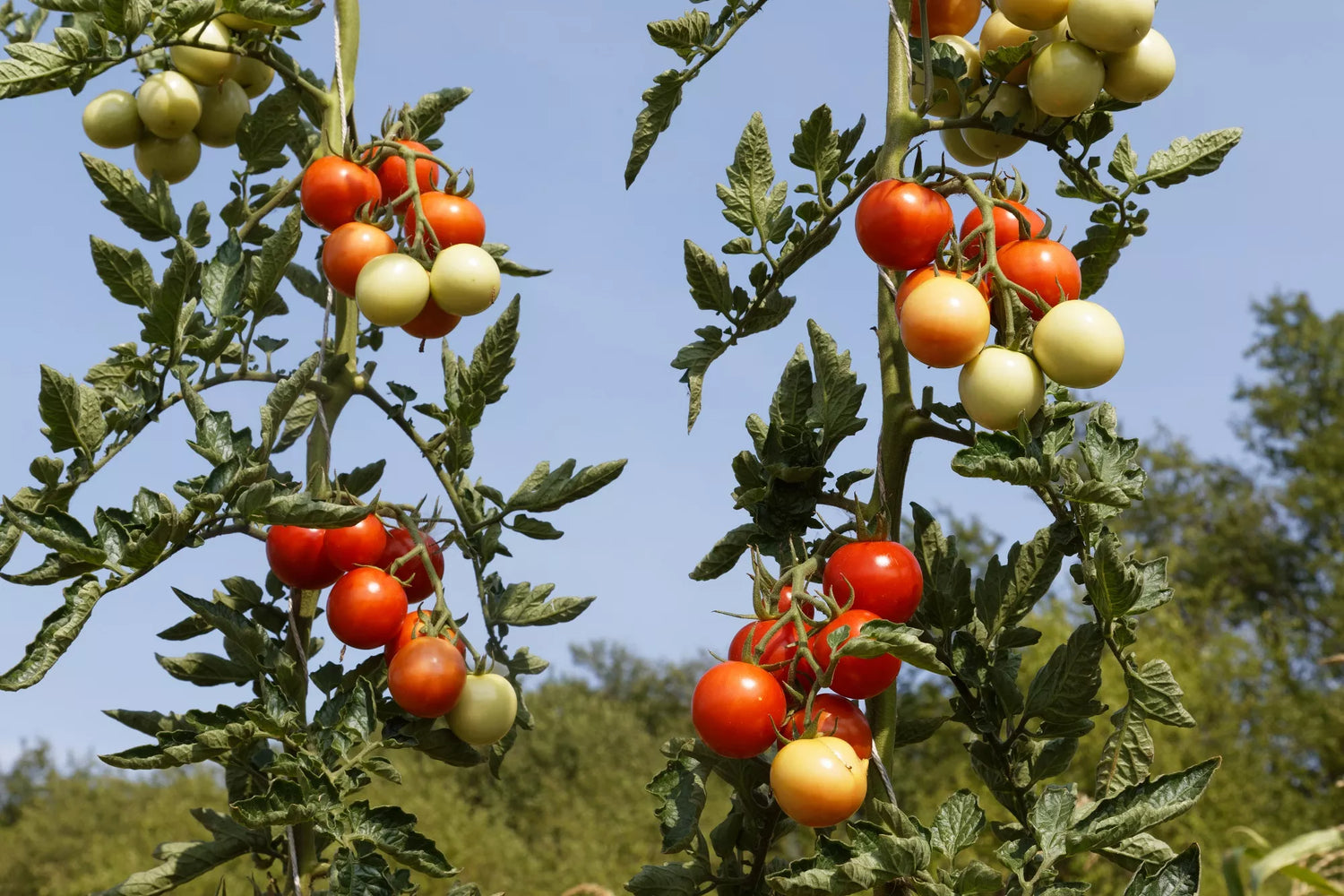 BIO Saatgut Freilandtomate Resibella