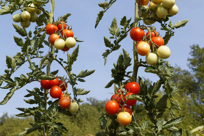 BIO Saatgut Freilandtomate Resibella