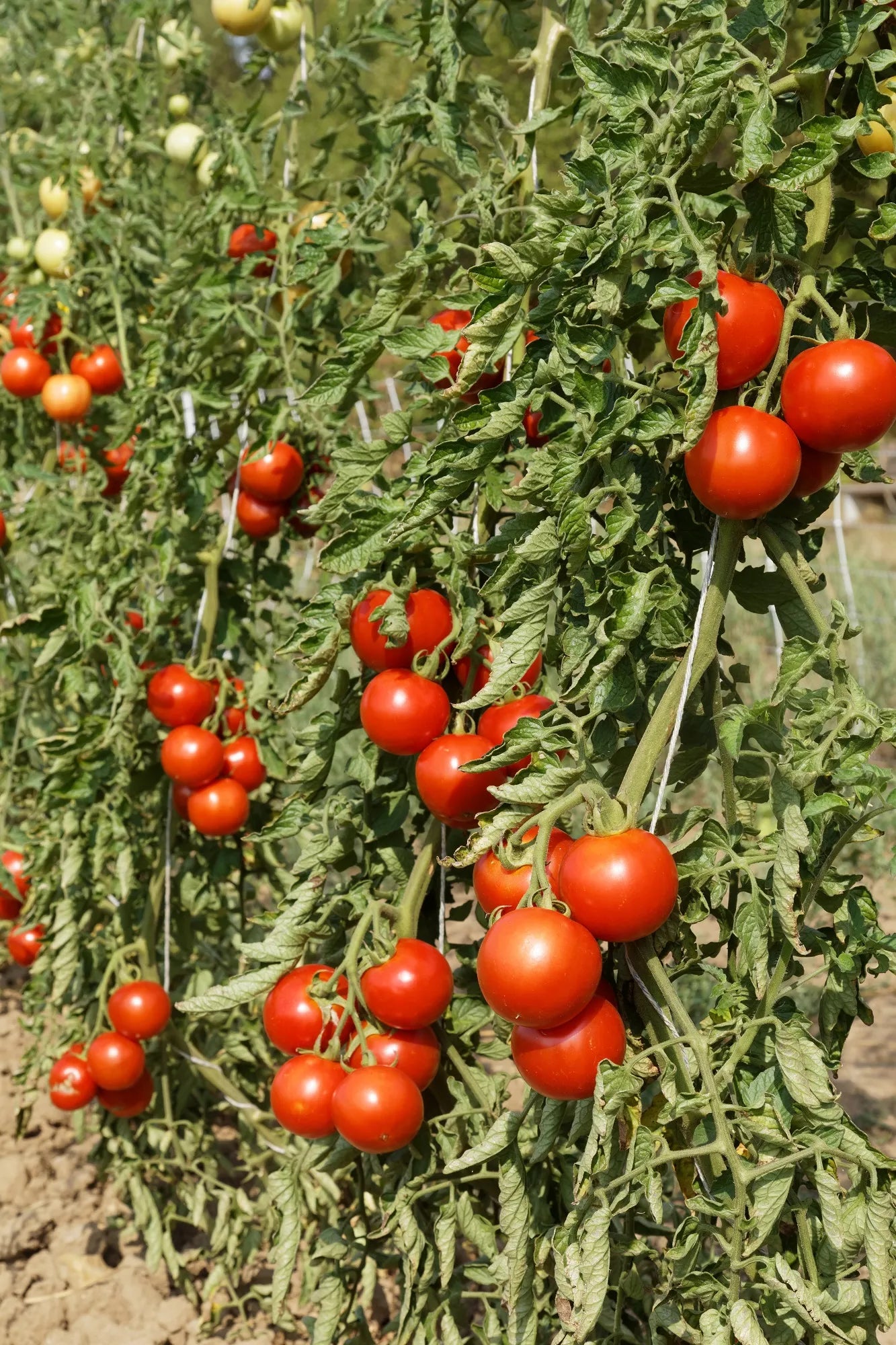 BIO Saatgut Freilandtomate Rondobella – Biogartenladen
