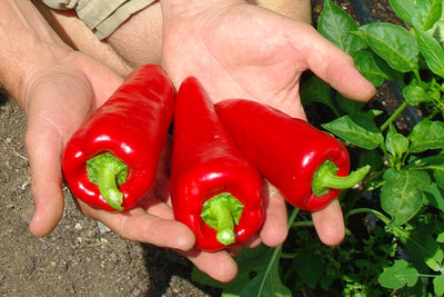 BIO Saatgut Paprika Roter Augsburger