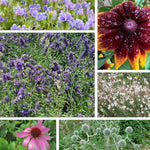 Saatgut-Set Blumenbeet – Trockenkünstler mit Natternkopf, Lavendel, Sonnenhut Herbstwald, Prachtkerze, Rotem Sonnenhut und Kugeldistel für sonnige und trockene Standorte.