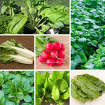 Saatgut-Set Gemüsebeet – Frisches Gemüse bis in den Winter mit Pak Choi, Mangold, Winterpostelein, Feldsalat, Schnittsalat, Radieschen und Kultursauerampfer für die Aussaat im August und September.