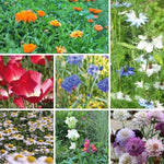 Saatgut-Set Blumenbeet – Herbstsaat für frühe Blüten mit Ringelblume, Mohn von Reconvilier, Kornblume, Jungfer im Grünen, Mutterkraut, Löwenmäulchen und Skabiose.